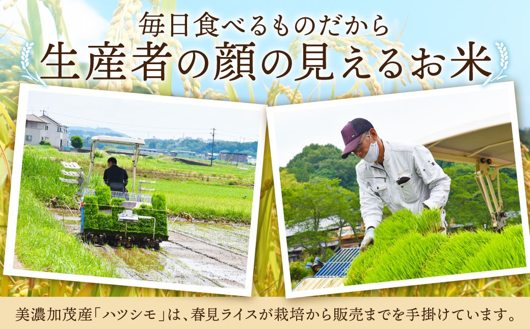 令和7年産 お米マイスターが提供 冷めても美味しい 美濃加茂産 ハツシモ （ 5kg × 1袋 ）