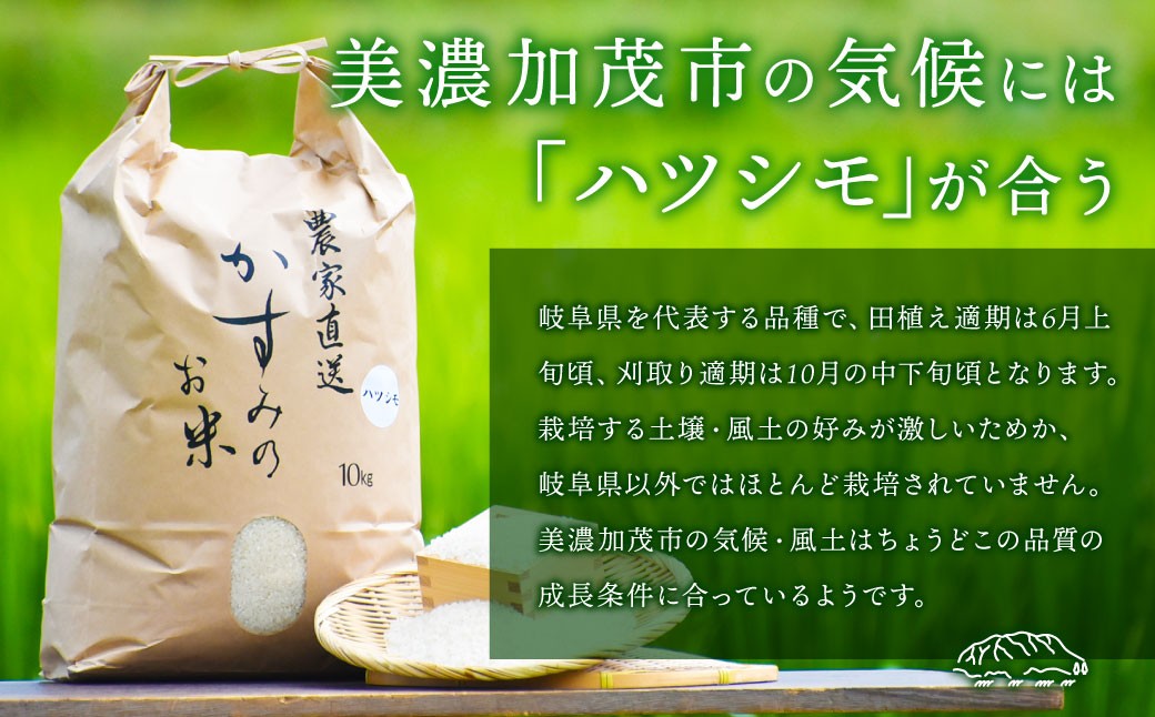 令和7年産 お米マイスターが提供 冷めても美味しい 美濃加茂産 ハツシモ （ 5kg × 1袋 ）