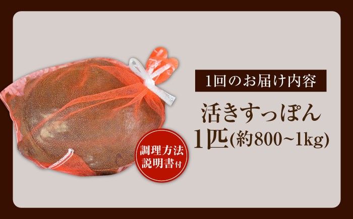 すっぽん スッポン コラーゲン 珍味 海鮮 魚介類 鍋 ナベ なべ セット