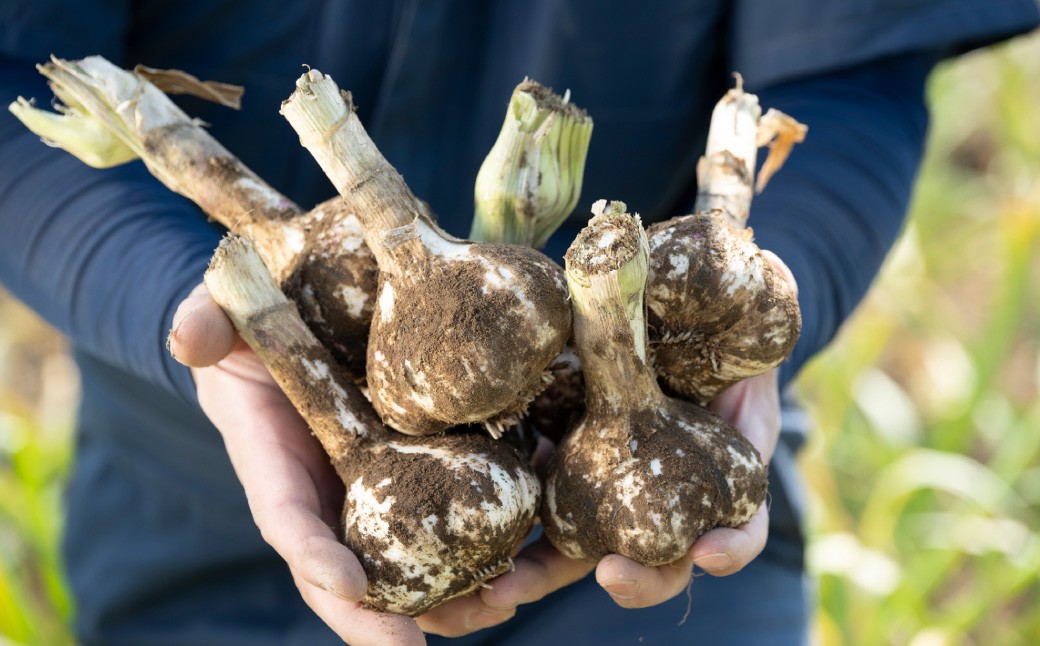 芳醇な香りと上質な風味を探求！北海道 十勝 中札内村 鎌田農園の至高にんにく 大玉 （Lサイズ） 6個入り