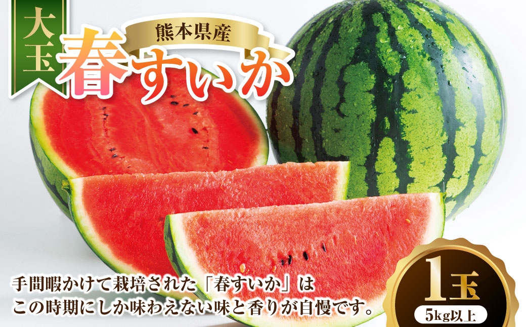 熊本県産 大玉春すいか 1玉