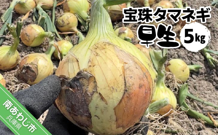 宝珠タマネギ　早生　５キロ