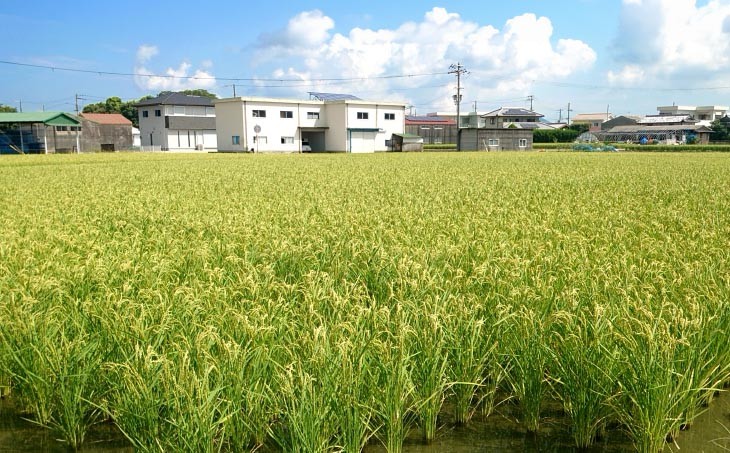 宝珠米コシヒカリ　玄米5キロ