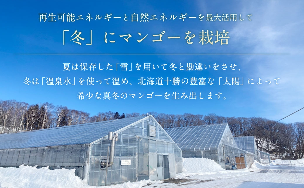 おとふけ産マンゴー「白銀の太陽プレミアム」3Lサイズ×1玉