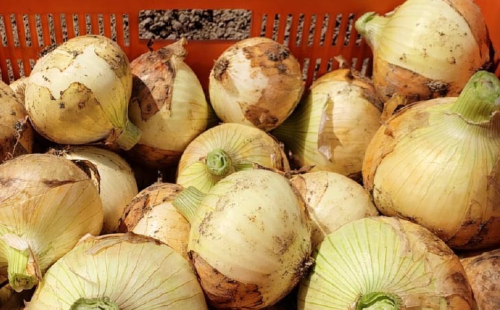 宝珠タマネギ　晩生　３キロ