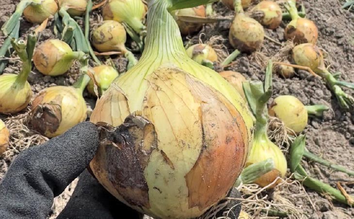 宝珠タマネギ　早生　３キロ