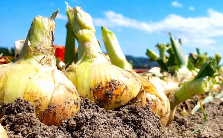 宝珠タマネギ　晩生　５キロ