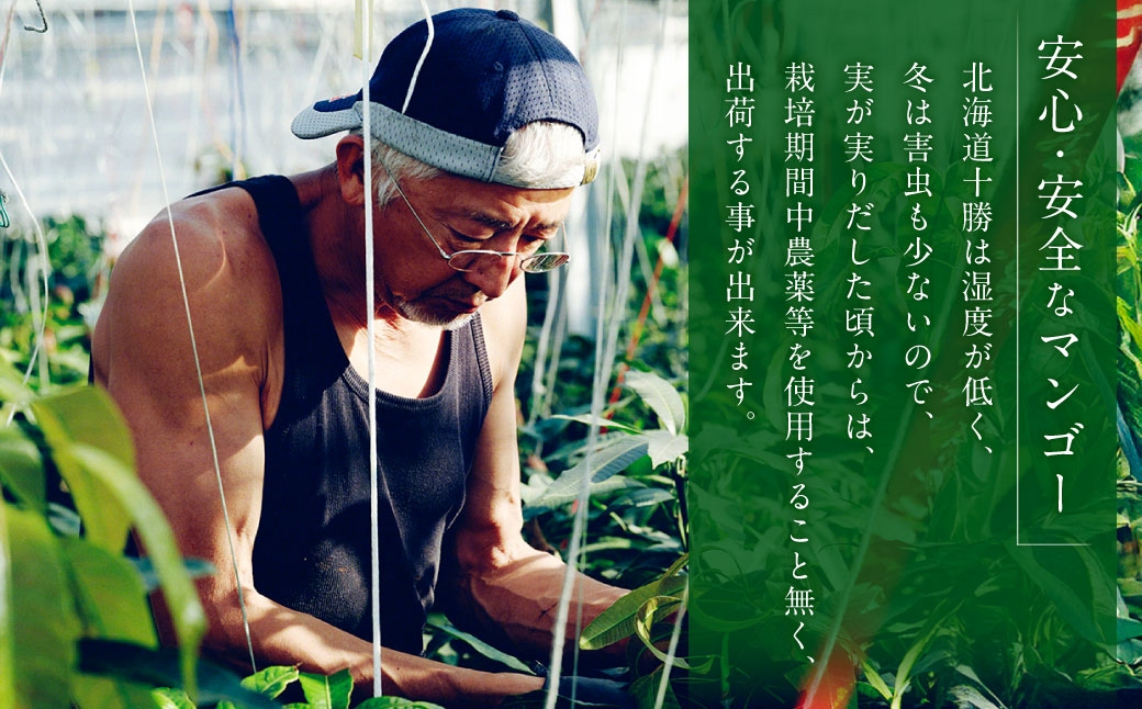 おとふけ産マンゴー 白銀の太陽プレミアム 3Lサイズ×2玉
