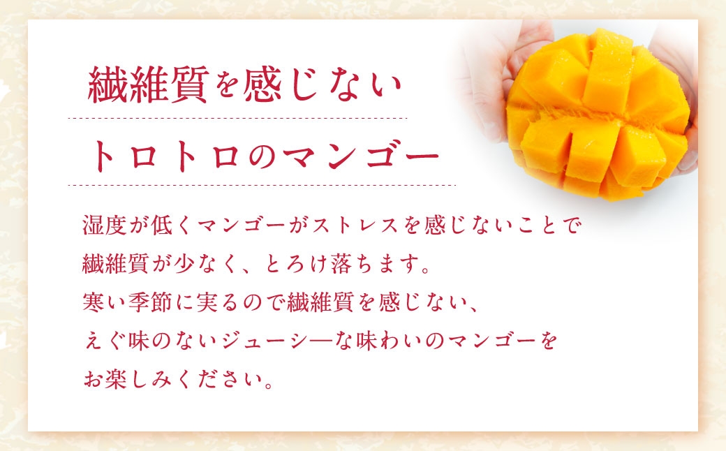 おとふけ産マンゴー 白銀の太陽 Mサイズ 2玉