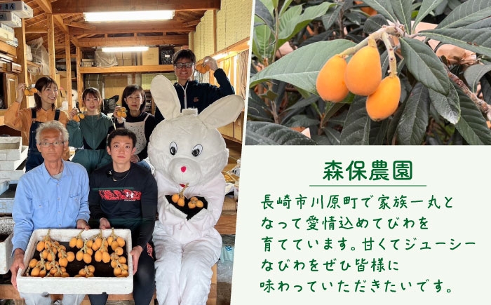 びわ ビワ 枇杷 果物 フルーツ 早生 わせ 果実 長崎県産 国産