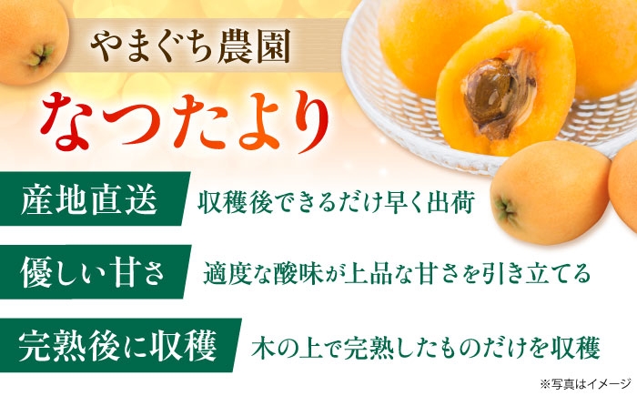  びわ ビワ 枇杷 果物 フルーツ なつたより ナツタヨリ ハウス 果実 長崎県産 国産