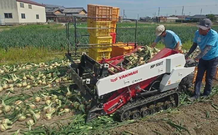 宝珠タマネギ　晩生　５キロ