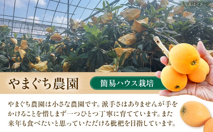  びわ ビワ 枇杷 果物 フルーツ なつたより ナツタヨリ ハウス 果実 長崎県産 国産