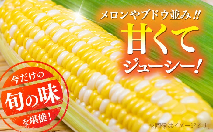 高糖度 かんかんむすめ 糖度 コーンスープ 甘さ コーン おやつ BBQ バター焼き 野菜 とうもろこし 糖度  菊陽町