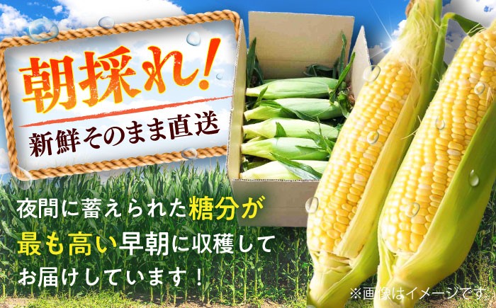 高糖度 どるちぇどりーむ 糖度 コーンスープ 甘さ コーン おやつ BBQ バター焼き 野菜 とうもろこし  糖度 菊陽町