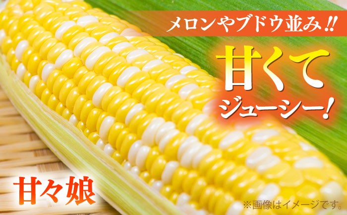  熊本産 野菜 朝採れ やさい 朝採り とうもろこし スイートコーン ドルチェドリーム トウモロコシ 甘い 新鮮 産地直送