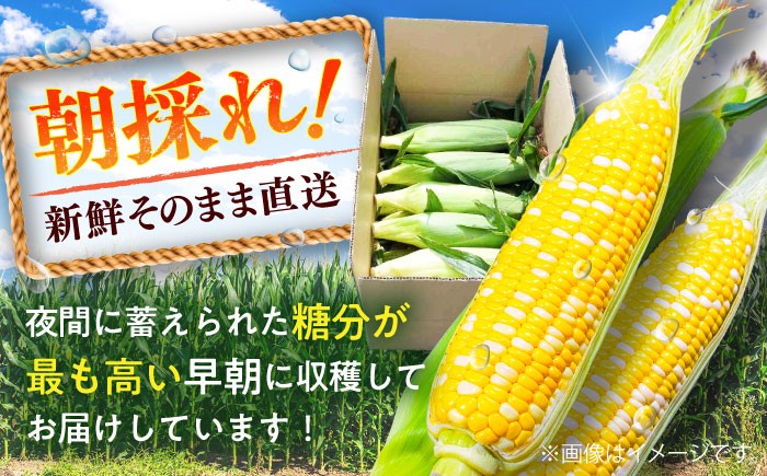 高糖度 かんかんむすめ 糖度 コーンスープ 甘さ コーン おやつ BBQ バター焼き 野菜 とうもろこし 糖度  菊陽町