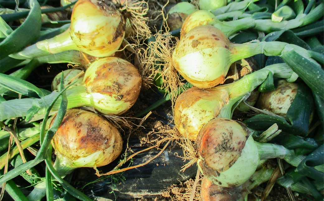 佐賀県太良町産 ～ 牟田農園の春の新玉ねぎ 5kg （ S ）