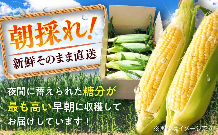  熊本産 野菜 朝採れ やさい 朝採り とうもろこし スイートコーン ドルチェドリーム トウモロコシ 甘い 新鮮 産地直送