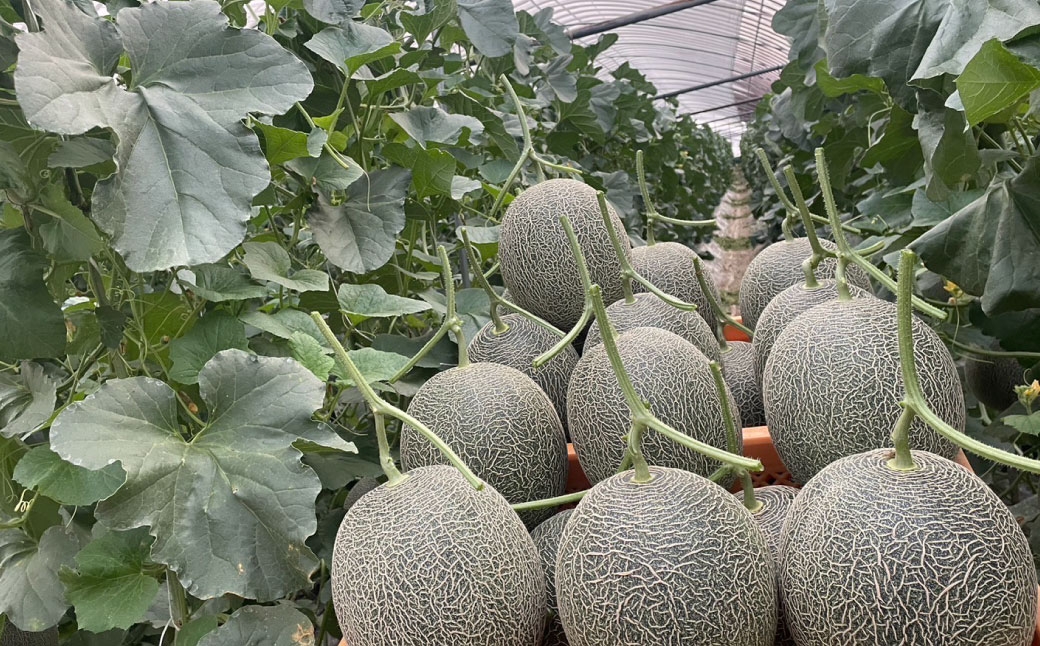 肥後グリーンメロン