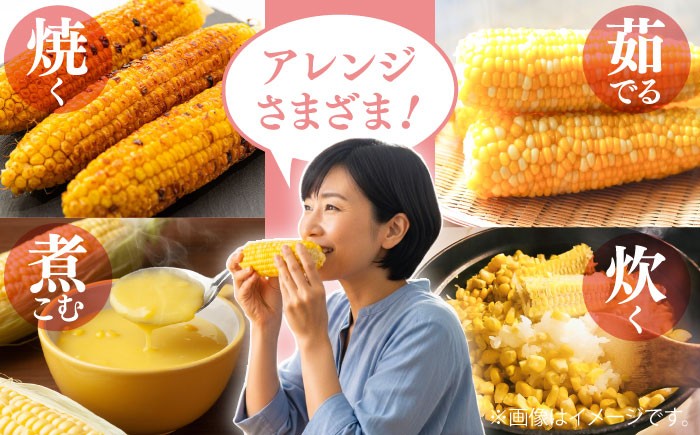 高糖度 かんかんむすめ 糖度 コーンスープ 甘さ コーン おやつ BBQ バター焼き 野菜 とうもろこし 糖度  菊陽町