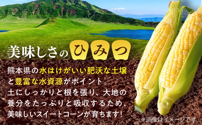  熊本産 野菜 朝採れ やさい 朝採り とうもろこし スイートコーン ドルチェドリーム トウモロコシ 甘い 新鮮 産地直送