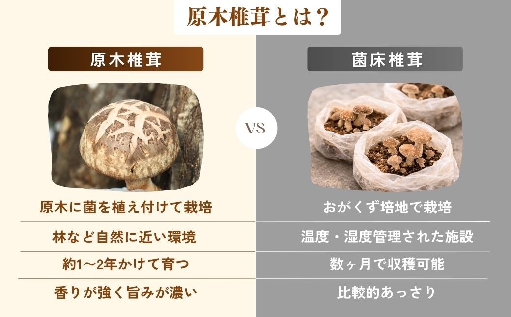 しいたけ シイタケ 乾しいたけ 干ししいたけ 干し椎茸 干しシイタケ 100g 龍ノ傘 国産 乾燥椎茸