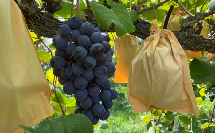 果物 フルーツ デザート 旬 数量限定 葡萄 ぶどう ブドウ グレープ ニューベリーA 種無し 種なし 種無し 大粒 高級