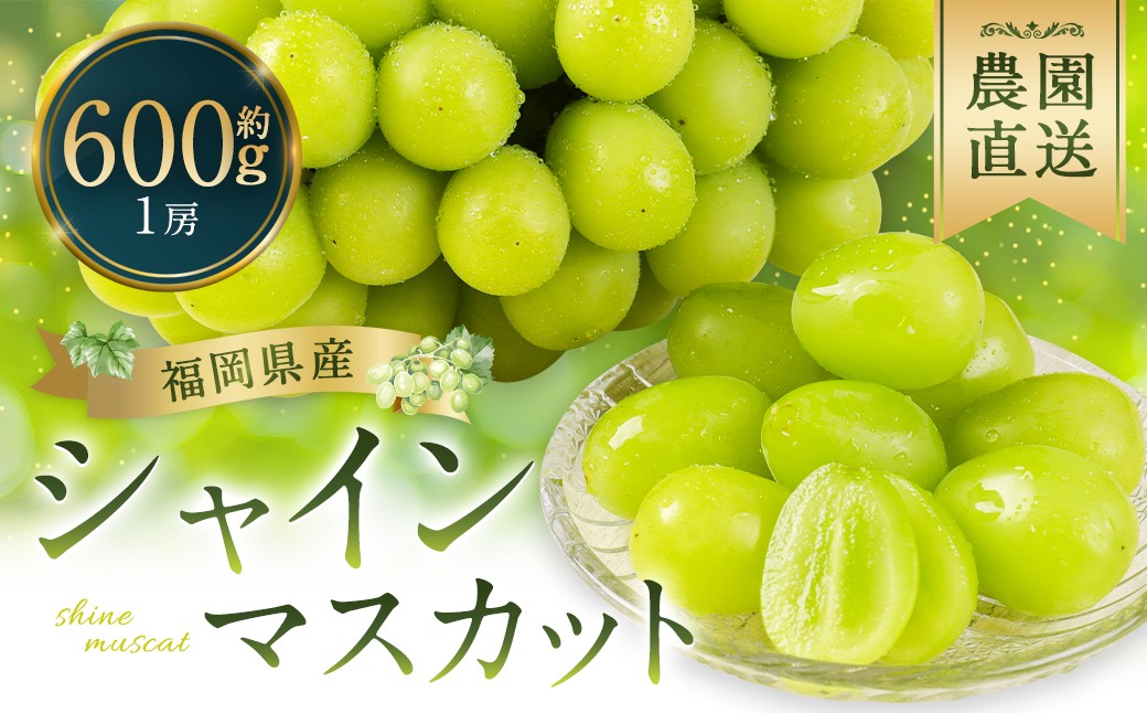 シャインマスカット 農園直送｜収穫当日発送・アフター保証 約600g （1房）　【2026年8月上旬～10月上旬発送予定】