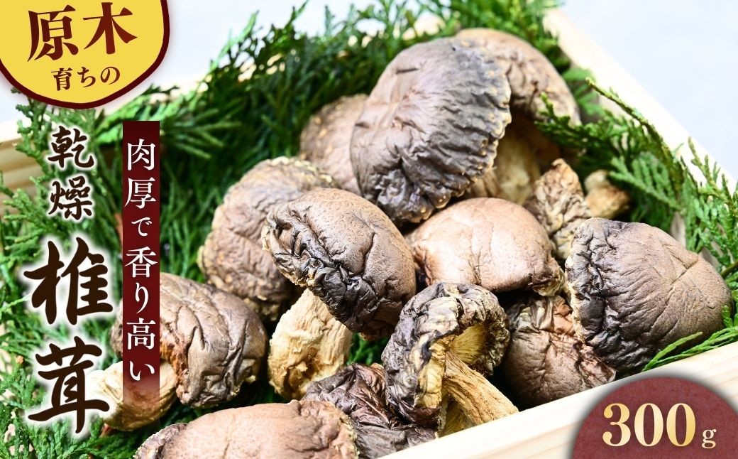 しいたけ シイタケ 乾しいたけ 干ししいたけ 干し椎茸 干しシイタケ 300g 龍ノ傘 国産 乾燥椎茸