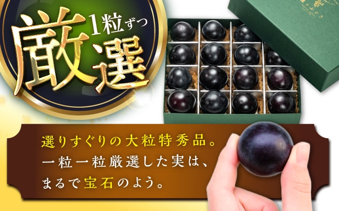 ぶどう ブドウ 葡萄 果物 ピオーネ ギフト 贈答用 ギフト 大粒 産地直送 