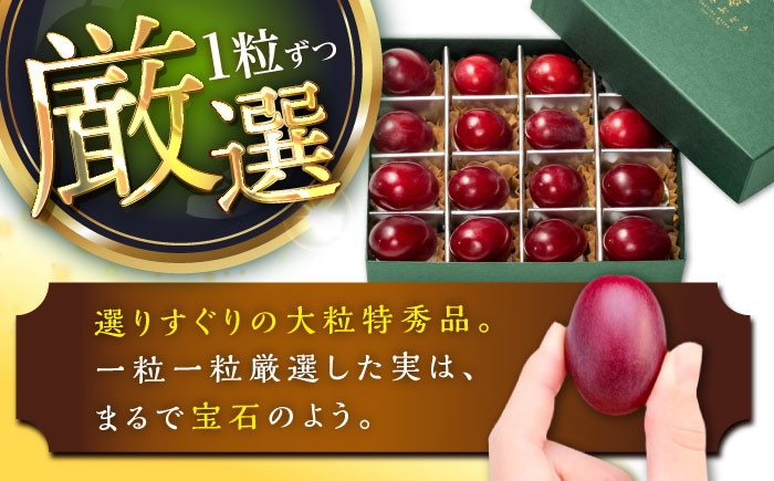 ぶどう ブドウ 葡萄 果物 神紅 ギフト 贈答用 大粒 産地直送 島根県 品種