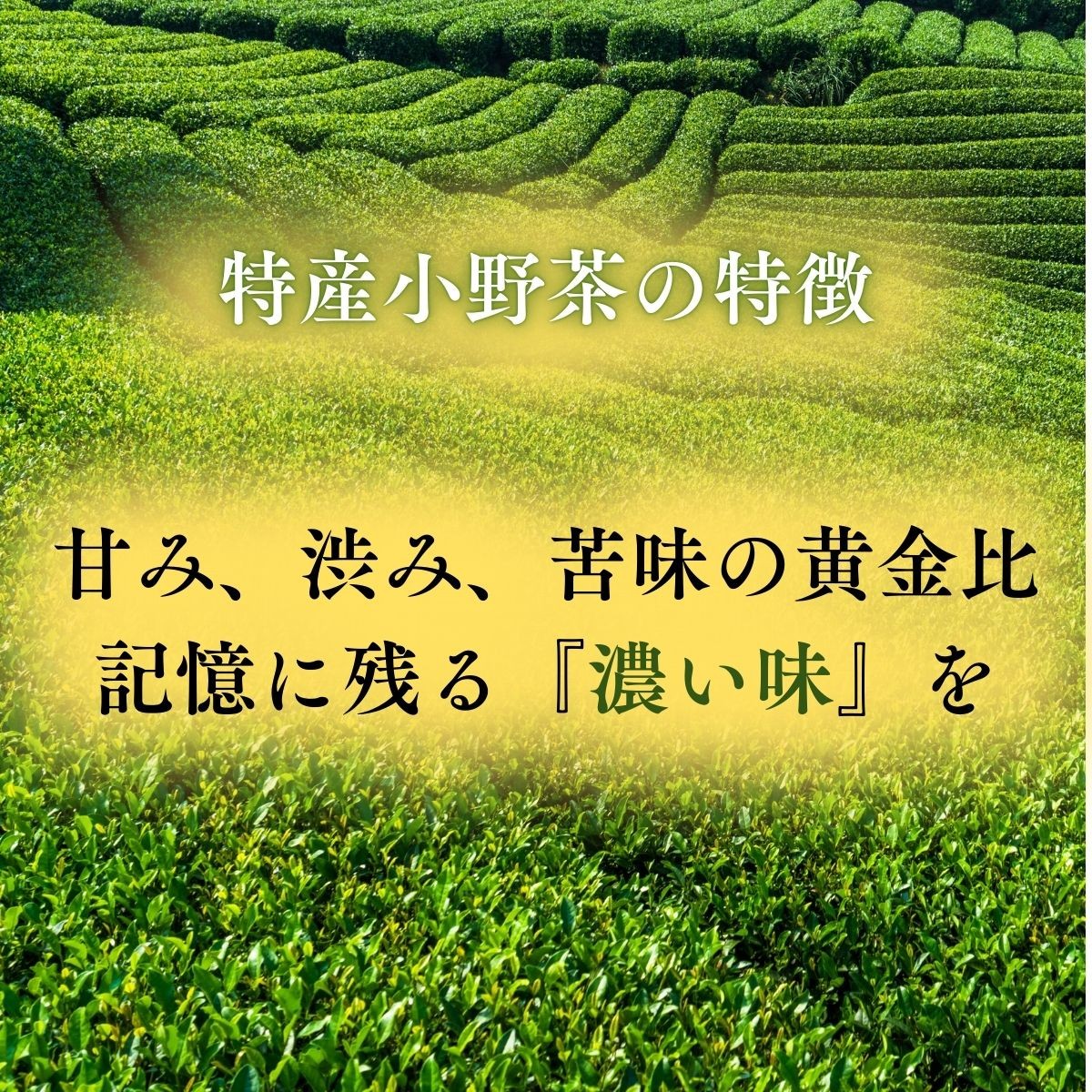 テリーヌ 【宇部特産】小野茶のテリーヌ 1本 テリーヌ てりーぬ 小野茶テリーヌ 小野茶てりーぬ 宇部特産 小野茶スイーツ