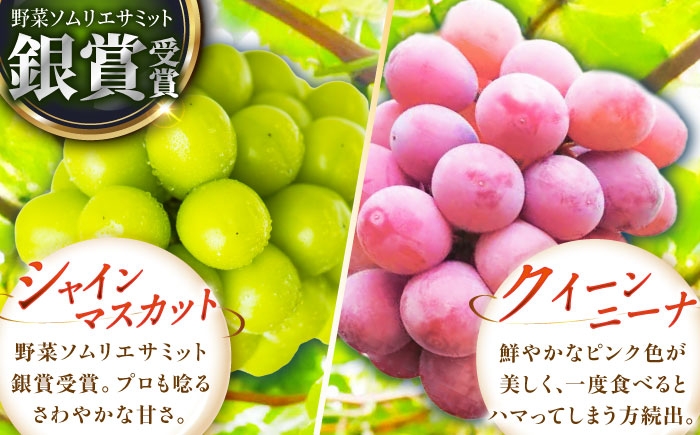 ぶどう 葡萄 果物 シャインマスカット クイーンニーナ  贈答用 食べ比べ 2種