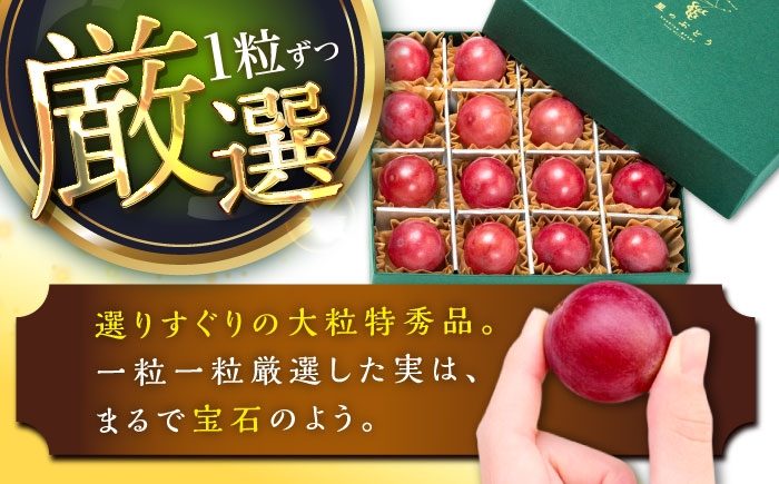 ぶどう ブドウ 葡萄 果物 クイーンニーナ ギフト 贈答用 大粒 産地直送