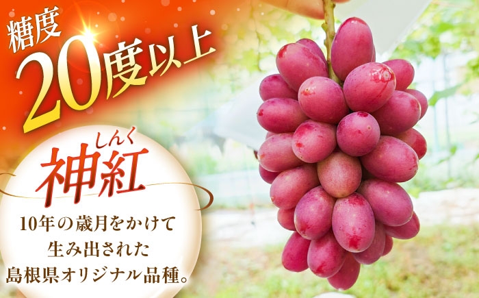 ぶどう ブドウ 葡萄 果物 神紅 ギフト 贈答用 大粒 産地直送 島根県 品種