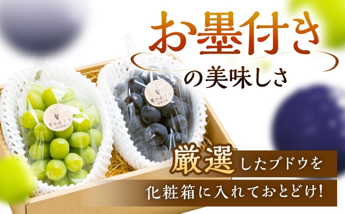 ぶどう 葡萄 果物 シャインマスカット ピオーネ マスカット 贈答用 食べ比べ