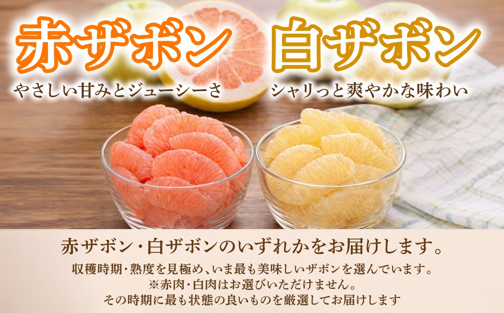 赤ザボン・白ザボンのいずれかをお届けします。