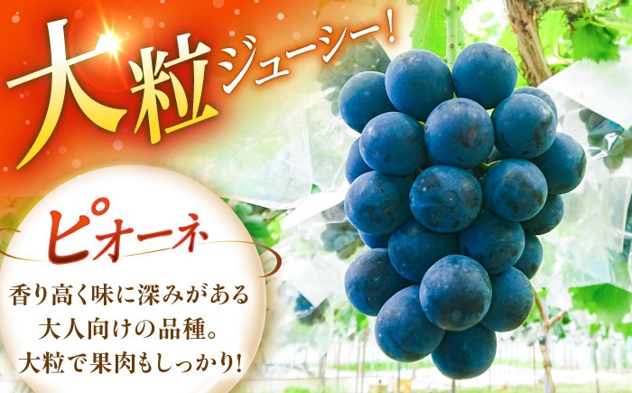 ぶどう ブドウ 葡萄 果物 ピオーネ ギフト 贈答用 ギフト 大粒 産地直送 