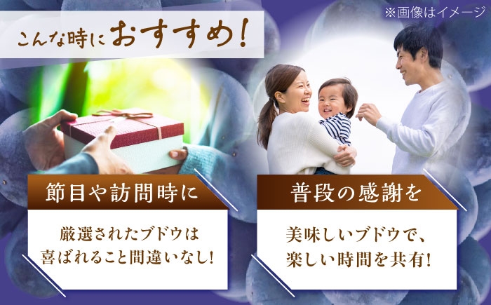 ぶどう ブドウ 葡萄 果物 ピオーネ ギフト 贈答用 大粒  おいしい 産地直送