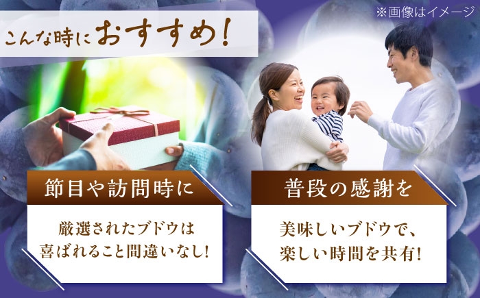 ぶどう 葡萄 果物 シャインマスカット ピオーネ マスカット 贈答用 食べ比べ