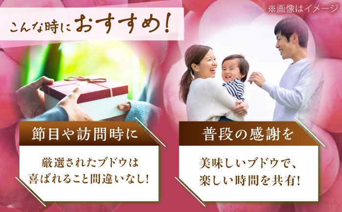 ぶどう 葡萄 果物 シャインマスカット クイーンニーナ  贈答用 食べ比べ 2種