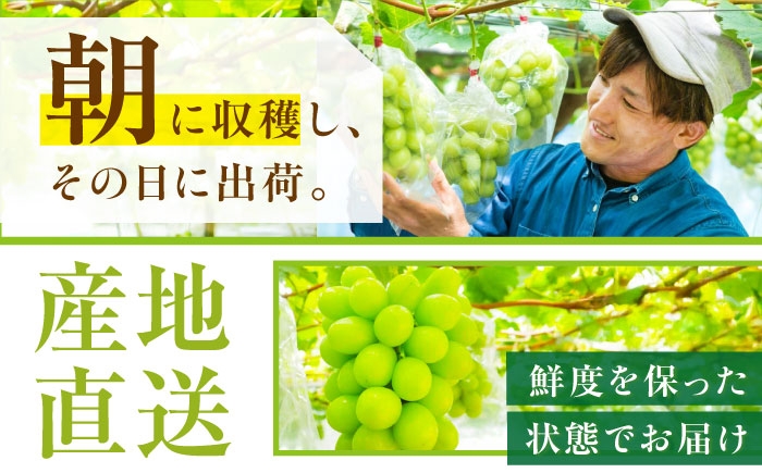 ぶどう 葡萄 果物 シャインマスカット クイーンニーナ  贈答用 食べ比べ 2種