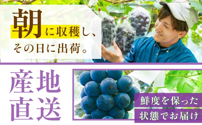 ぶどう ブドウ 葡萄 果物 ピオーネ ギフト 贈答用 大粒  おいしい 産地直送