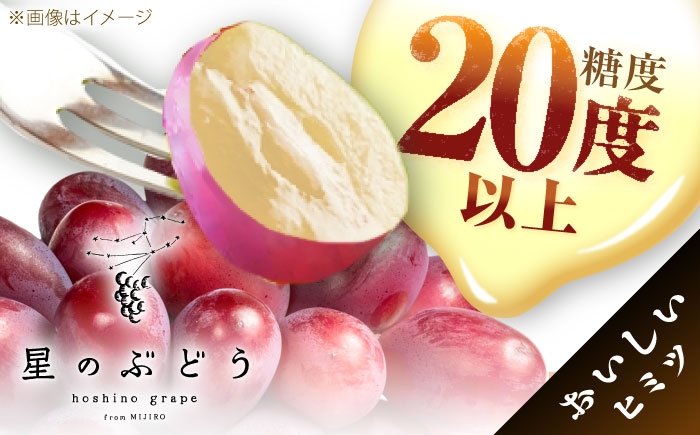 ぶどう ブドウ 葡萄 果物 神紅 ギフト 贈答用 大粒 産地直送 島根県 品種