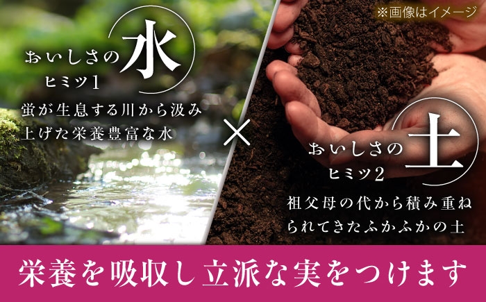 ぶどう ブドウ 葡萄 果物 クイーンニーナ ギフト 贈答用 大粒 産地直送