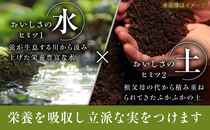 ぶどう 葡萄 果物 シャインマスカット クイーンニーナ  贈答用 食べ比べ 2種