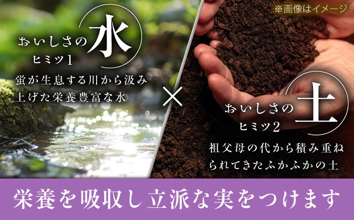 ぶどう ブドウ 葡萄 果物 ピオーネ ギフト 贈答用 ギフト 大粒 産地直送 