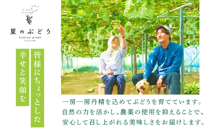 ぶどう ブドウ 葡萄 果物 神紅 ギフト 贈答用 大粒 産地直送 島根県 品種