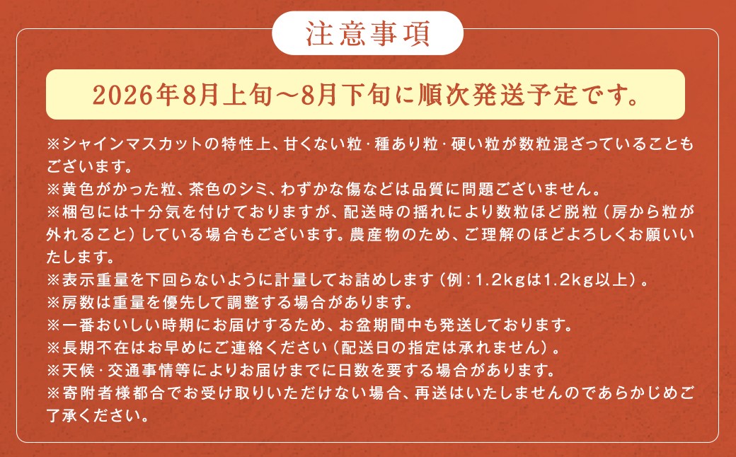 シャインマスカット 農園直送｜収穫当日発送・アフター保証 約2.4kg（4〜5房）【2026年8月上旬～8月下旬発送予定】